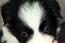 Mike,piesek border collie