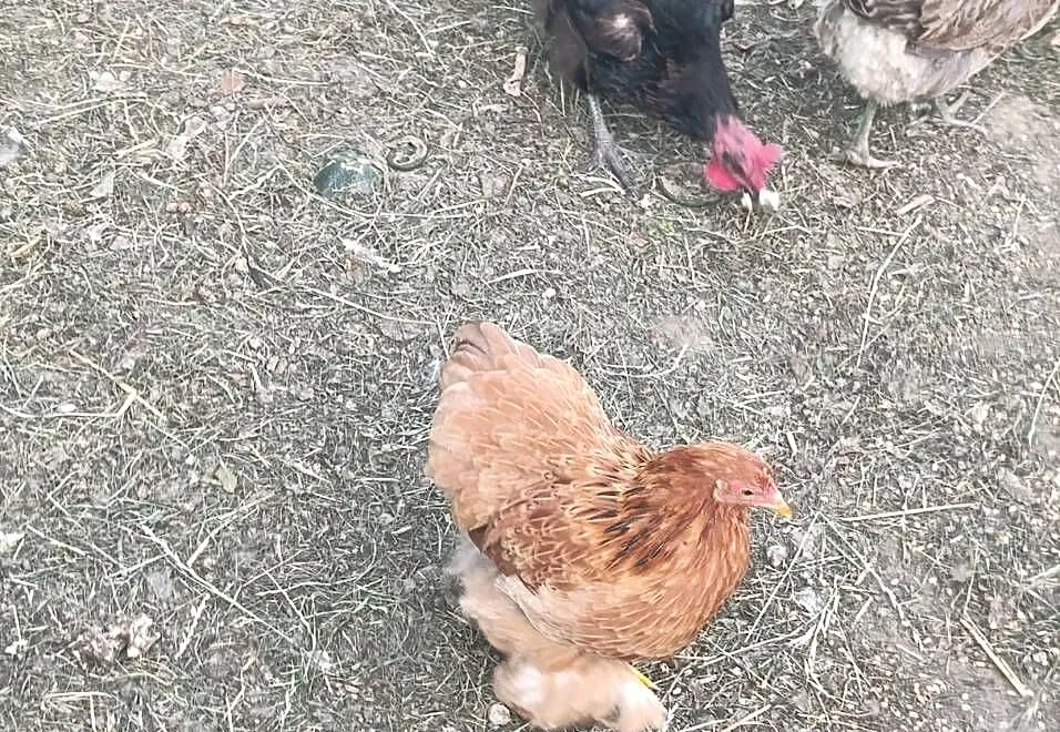 Sprzedam 2 parki kochin miniaturka, Podkarpackie, Handzlówka