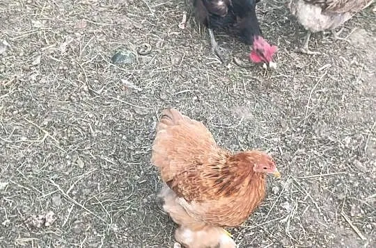 Sprzedam 2 parki kochin miniaturka