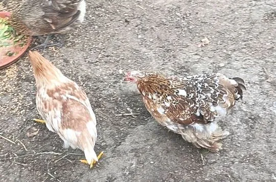 Sprzedam 2 parki kochin miniaturka, Podkarpackie, Handzlówka