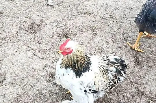 Sprzedam 2 parki kochin miniaturka, Podkarpackie, Handzlówka