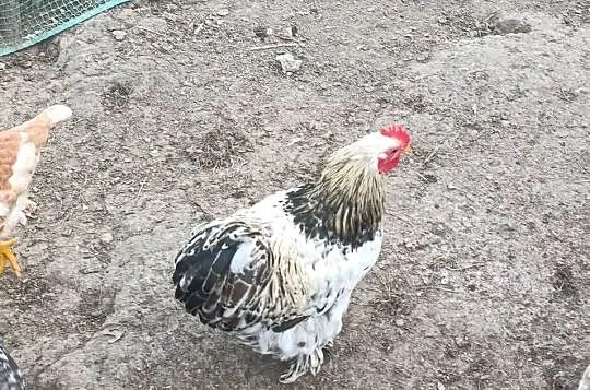 Sprzedam 2 parki kochin miniaturka, Podkarpackie, Handzlówka