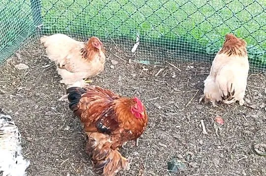 Sprzedam 2 parki kochin miniaturka, Podkarpackie, Handzlówka