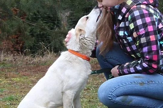 Alvin do adopcji, Przemyśl Wilcze, Podkarpackie, Przemyśl