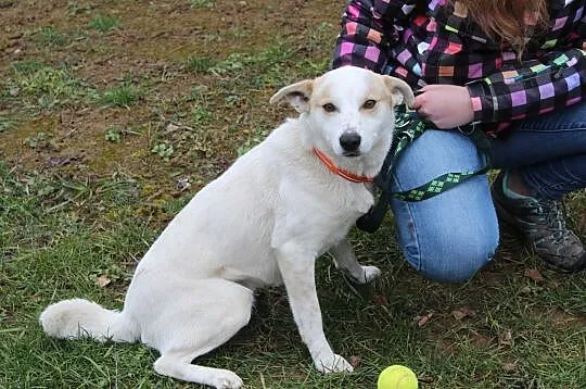 Alvin do adopcji, Przemyśl Wilcze, Podkarpackie, Przemyśl