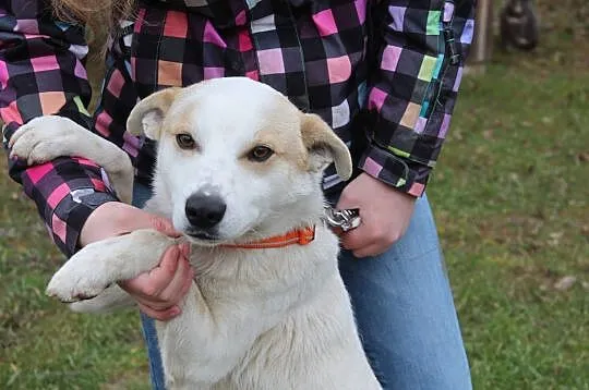 Alvin do adopcji, Przemyśl Wilcze, Podkarpackie, Przemyśl