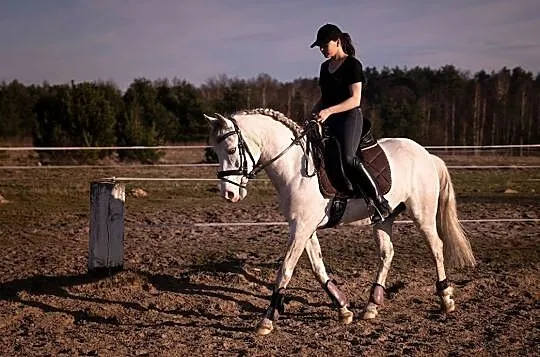 Wałach Cruzado/Lusitano