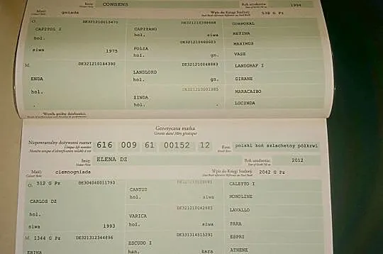 Ellenor Consens- Carlos DZ, źrebna ogierem holsztyńskim Herald III, , 