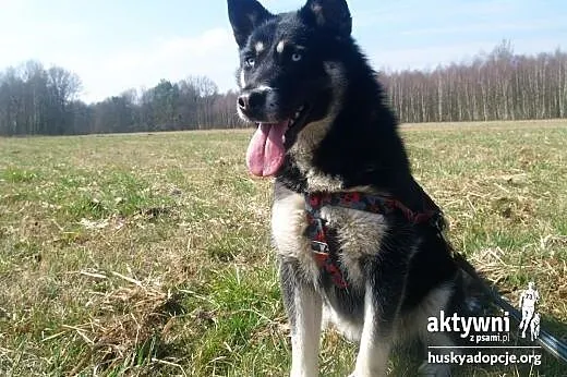 TARA- młoda, żywiołowa suczka mix husky do adopcji,  śląskie Katowice