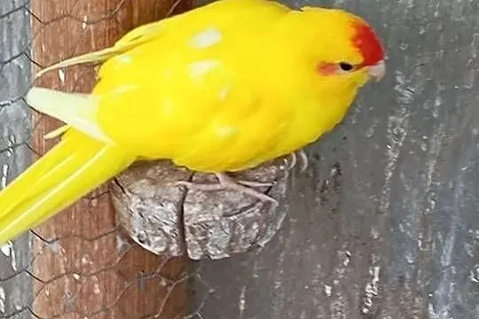 Sprzedam papugę