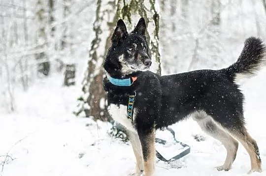 YASPER-husky- wesoły i ruchliwy, dorównasz mu krok, Sosnowiec