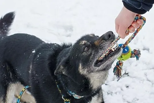 YASPER-husky- wesoły i ruchliwy, dorównasz mu krok, Sosnowiec