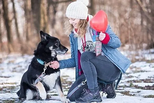 YASPER-husky- wesoły i ruchliwy, dorównasz mu krok, Sosnowiec