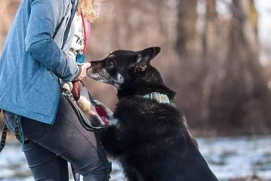 YASPER-husky- wesoły i ruchliwy, dorównasz mu krok, Sosnowiec