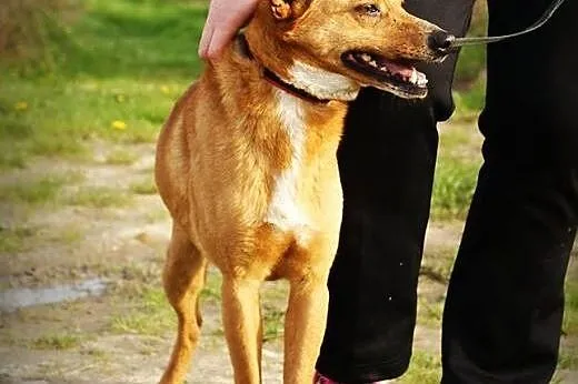 Lisek kochany, grzeczny psiak czeka!,  podkarpacki