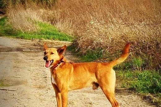 Lisek kochany, grzeczny psiak czeka!,  podkarpacki