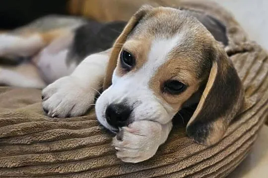 Cudowna dziewczynka Beagle po championie