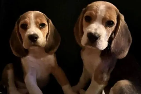 Cudowna dziewczynka Beagle po championie, Mazowieckie, Mińsk Mazowiecki