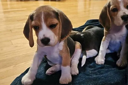 Cudowna dziewczynka Beagle po championie, Mazowieckie, Mińsk Mazowiecki