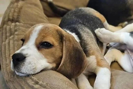 Cudowna dziewczynka Beagle po championie, Mazowieckie, Mińsk Mazowiecki