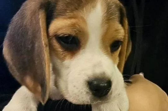 Cudowna dziewczynka Beagle po championie, Mazowieckie, Mińsk Mazowiecki