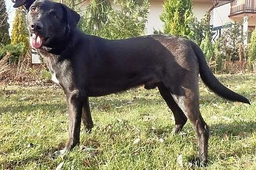 Otis- młody aporter czeka na dom,  Kundelki cała P