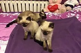 Kot, koty syjamskie tajskie (starego typu), Lubrza