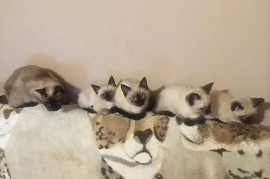 Kot, koty syjamskie tajskie (starego typu)