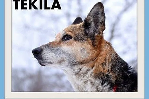 TEKILA,26kg,łagodna,spokojna,rodzinny, duża suczka.ADOPCJA,  małopolskie Kraków