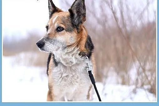 TEKILA,26kg,łagodna,spokojna,rodzinny, duża suczka