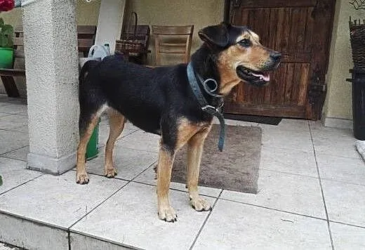 Do adopcji młoda kochana Nutka filmik, mazowiecki
