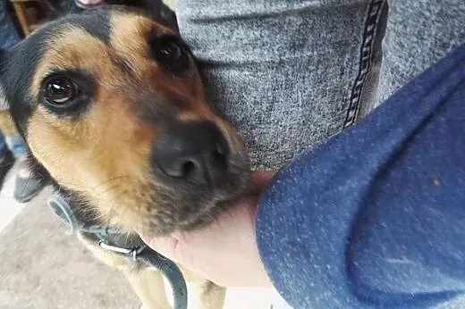 Do adopcji młoda kochana Nutka filmik,  mazowiecki