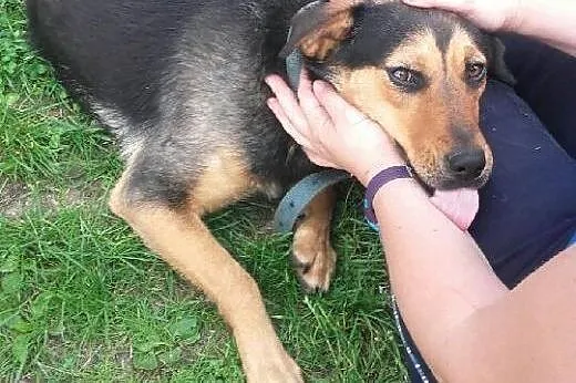 Do adopcji młoda kochana Nutka filmik,  mazowiecki
