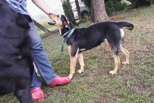 Do adopcji młoda kochana Nutka filmik,  mazowiecki