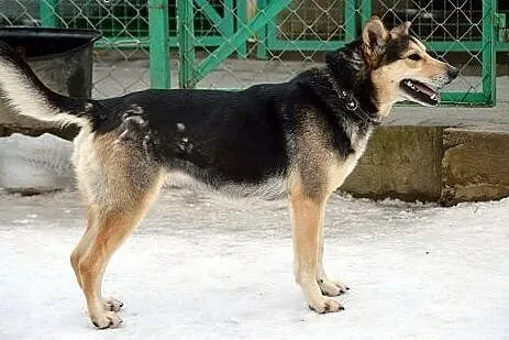 Wilczurowata Santi szuka kochajacego domu!!!,  pom