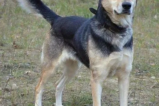 Wilczurowata Santi szuka kochajacego domu!!!,  pom
