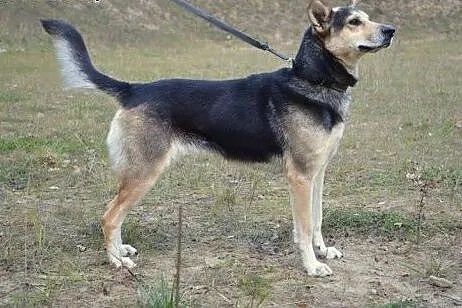 Wilczurowata Santi szuka kochajacego domu!!!,  pom