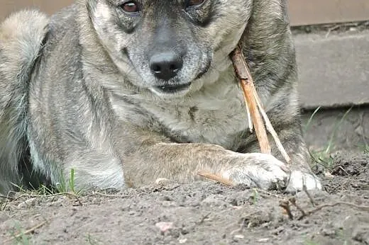 Misia - cudowna suczka wspaniale odmieniona szuka 