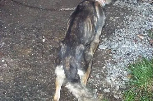 Misia - cudowna suczka wspaniale odmieniona szuka 