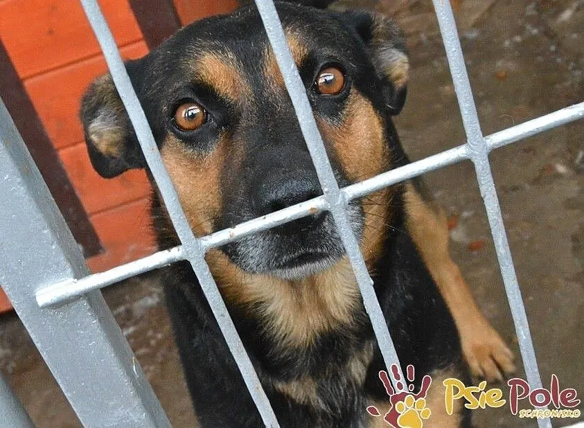 KAPITAN-bardzo miły, przyjazny, spokojny psiak o pięknym uśmiechu, adopcja, Małopolskie, Kraków