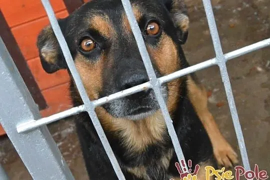 KAPITAN-bardzo miły, przyjazny, spokojny psiak o pięknym uśmiechu, adopcja, Małopolskie, Kraków