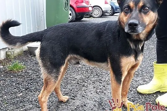KAPITAN-bardzo miły, przyjazny, spokojny psiak o pięknym uśmiechu, adopcja, Małopolskie, Kraków