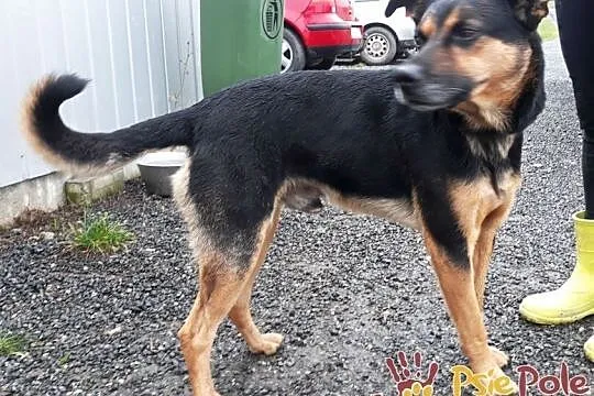 KAPITAN-bardzo miły, przyjazny, spokojny psiak o pięknym uśmiechu, adopcja, Małopolskie, Kraków