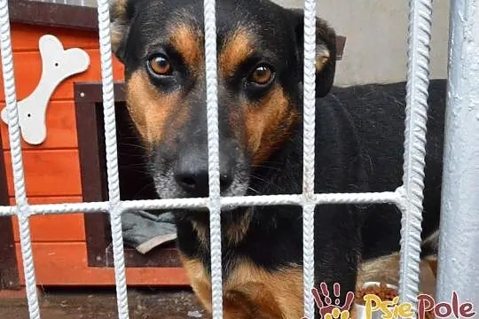 KAPITAN-bardzo miły, przyjazny, spokojny psiak o pięknym uśmiechu, adopcja, Małopolskie, Kraków