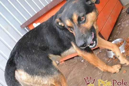 KAPITAN-bardzo miły, przyjazny, spokojny psiak o pięknym uśmiechu, adopcja, Małopolskie, Kraków