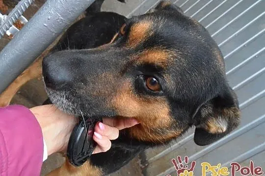 KAPITAN-bardzo miły, przyjazny, spokojny psiak o pięknym uśmiechu, adopcja, Małopolskie, Kraków
