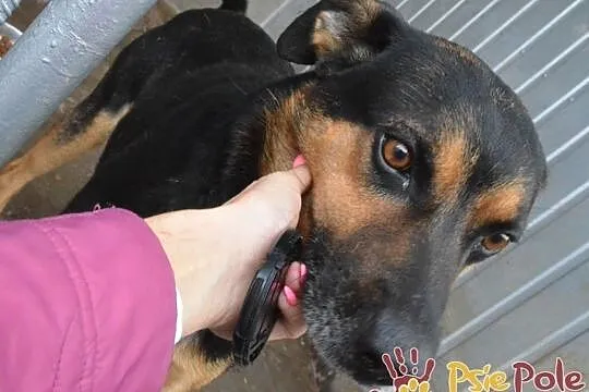 KAPITAN-bardzo miły, przyjazny, spokojny psiak o pięknym uśmiechu, adopcja, Małopolskie, Kraków