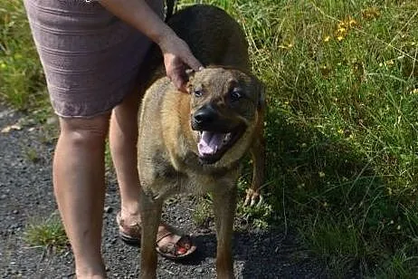Bruno - żywiołowy młodziak do adopcji !,  dolnoślą