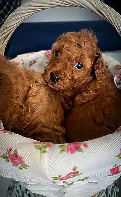 Pudel toy/ mini samiec, Śląskie, Mszana