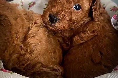 Pudel toy/ mini samiec, Śląskie, Mszana